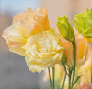 处女膜修复手术的效果如何 会被看出来么